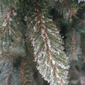 Ель GreenTerra Ариозо 2.2 м