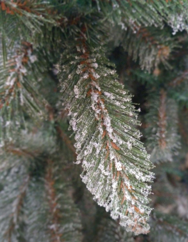 Ель GreenTerra Ариозо 2.2 м