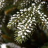 Ель GreenTerra Квебек 1.8 м