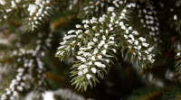 Ель GreenTerra Квебек 2.2 м