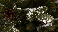 Ель GreenTerra Квебек 2.2 м