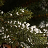 Ель GreenTerra Квебек 2.2 м