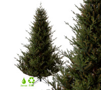 Ель GreenTerra Норвегия 2.2 м