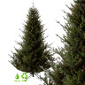 Ель GreenTerra Норвегия 2.2 м