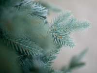 Ель Green Trees Россо премиум 1.8 м