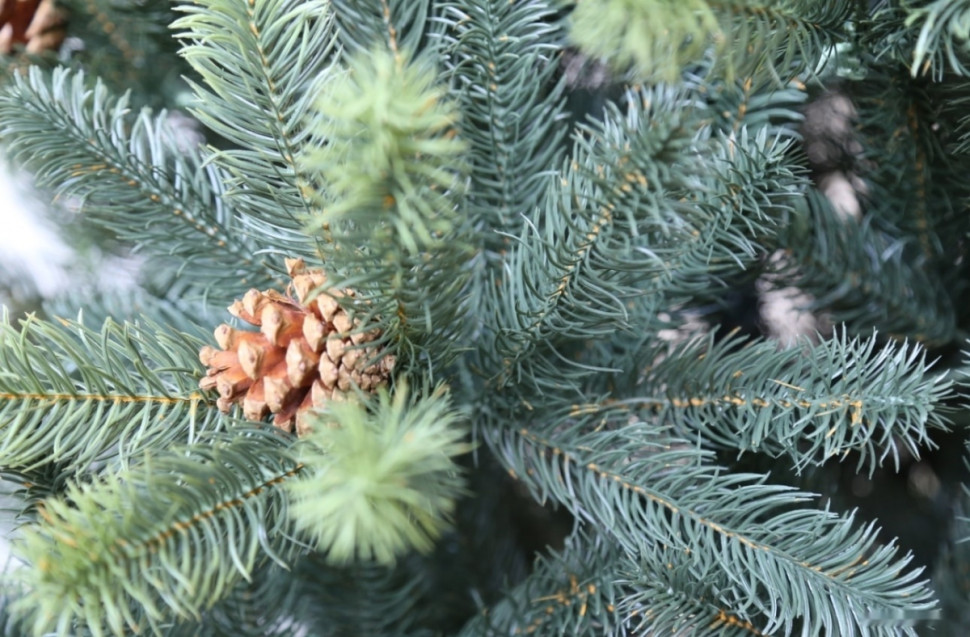 Ель GreenLand Stefanie 1.95 м (с гирляндой)