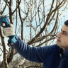 Секатор Bosch Pro Pruner Professional 06019K1021 (с 2-мя АКБ)