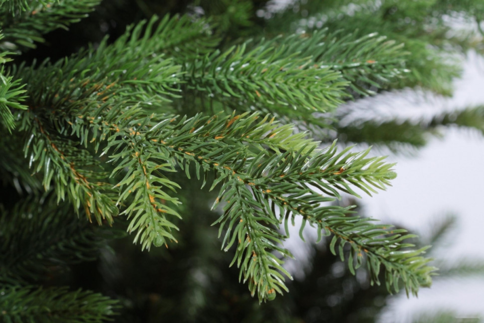 Ель Царь Елка Офелия 1.8 м