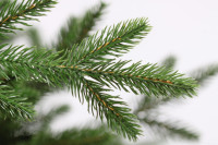 Ель Царь Елка Офелия 1.8 м